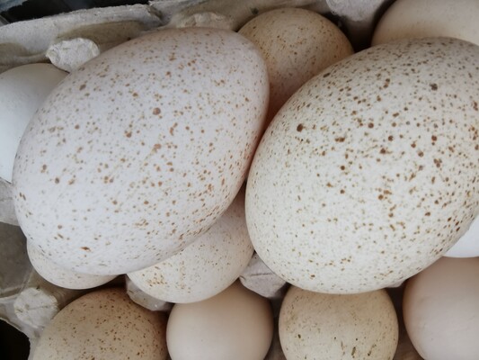 Elbląg Sprzedam jajka od  indyczek 
Cena od 0.80 gr  do 2 złotych za sztukę
W zależności od wielkosci jajek 
, Z