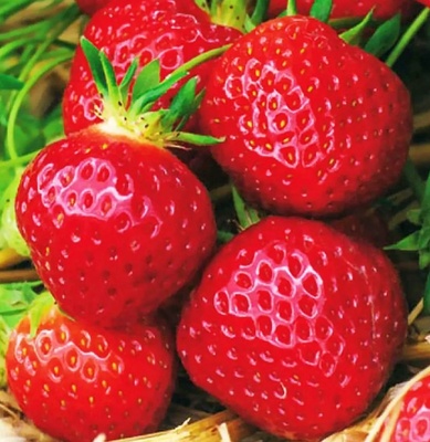 Elbląg Sprzedam sadzonki truskawek RUMBA 