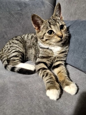 Elbląg Kocurek 3 miesięczny