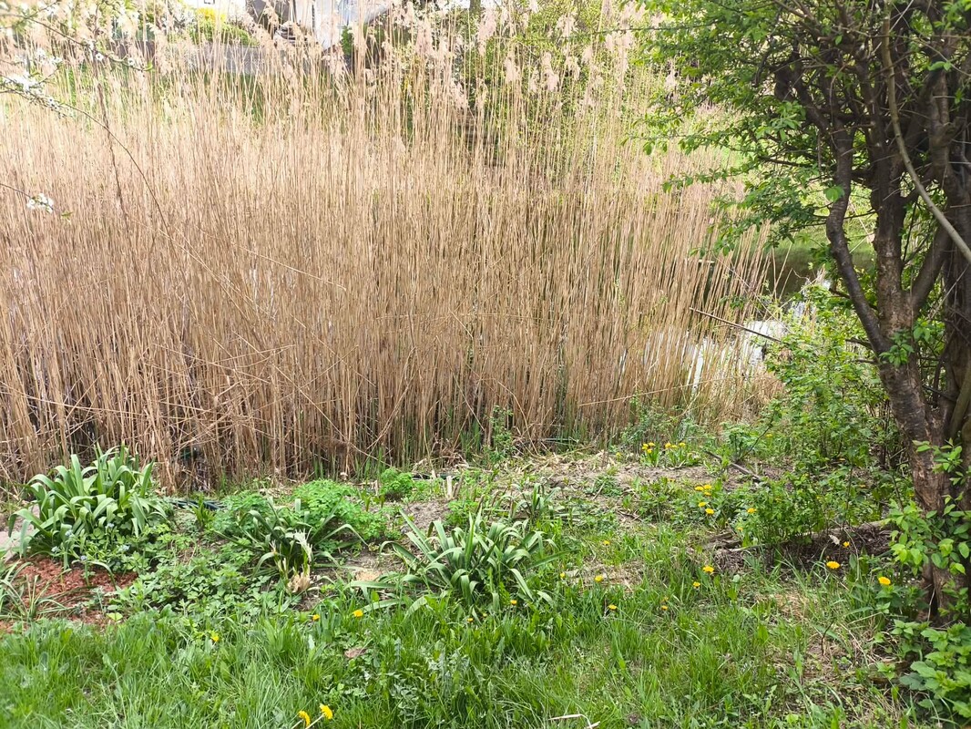 Elbląg Sprzedam działkę ROD w Tęczy