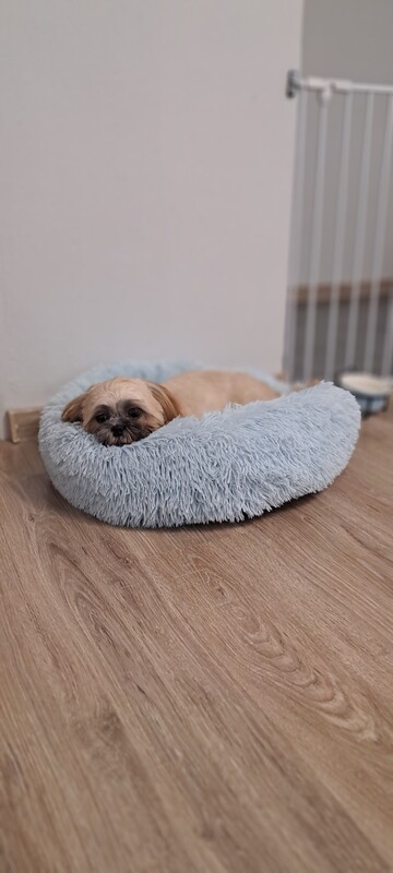 Elbląg 🐾 Psi fryzjer SOFII zaprasza! 🐶 15% rabatu na pierwszą wizytę!