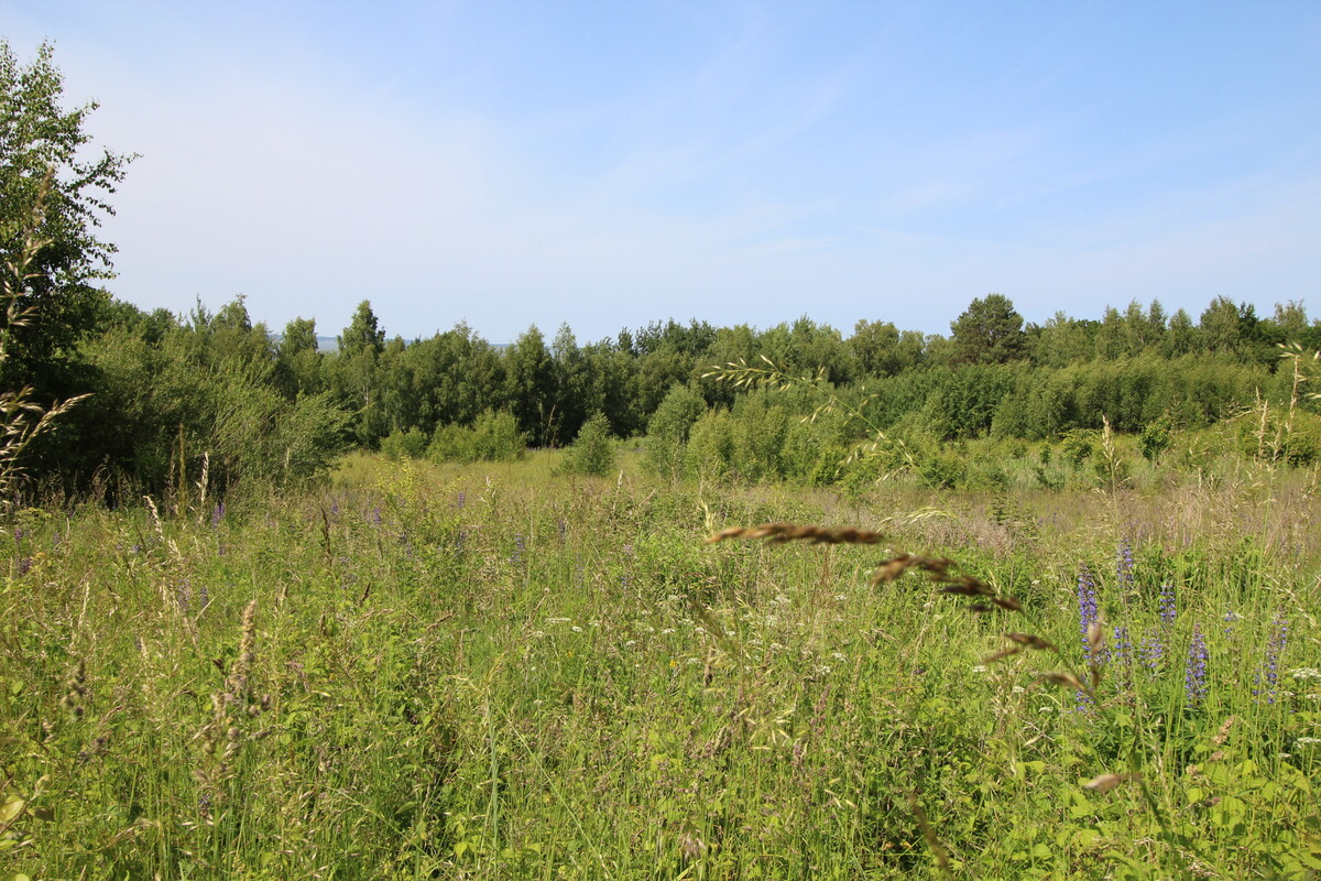 Elbląg NIERUCHOMOŚCI ANNA KRASZEWSKA Działki w miejscowości Suchacz, gm. Tolkmicko W pobliżu
