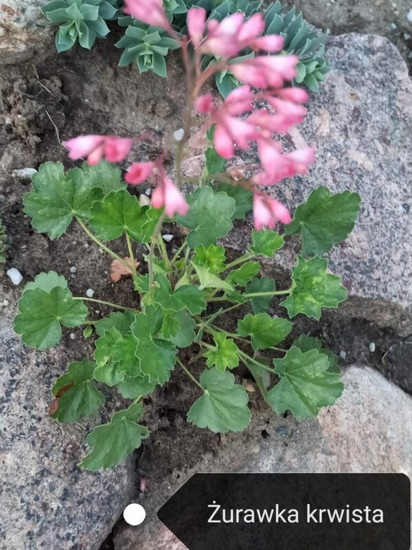 Elbląg Sprzedam byliny. Sadzonki 2 letnie w doniczkach p9.
