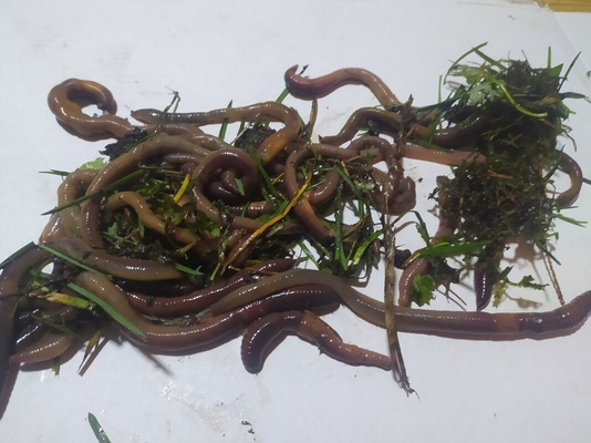 Elbląg Witam na rano posiadam nawet 500 sztuk dużych Rosówek kanadyjskich, idealne na rybki. Okolice Markus 50 gr za