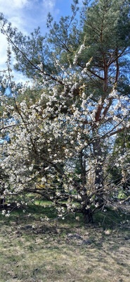 Elbląg Działka ROD ul. Grunwaldzka 400m2 Prąd/woda/wędzarnia/przyczepa kempingowa