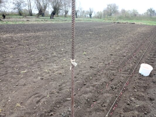 Elbląg Sprzedam czosnek Harnaś około 50 kg
ozimy  średni po 1.zł sztuka  lub 25zł kg 
Eco 
Ładny zdrowy z własnej