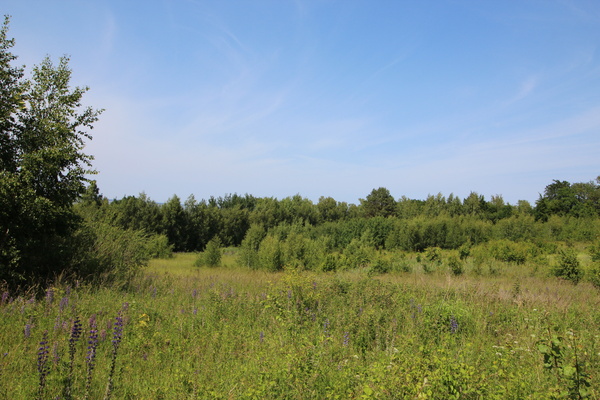 Elbląg NIERUCHOMOŚCI ANNA KRASZEWSKA Działki w miejscowości Suchacz, gm. Tolkmicko W pobliżu