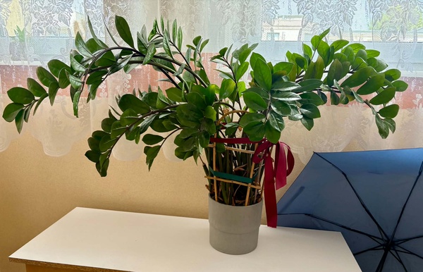 Elbląg Sprzedam kwiata Zamioculcas - duży, wysokość około metra bardzo rozłożysty.0dbiór osobisty w Elblągu.