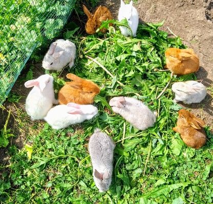 Elbląg Sprzedam młode króliki mieszańce mają 7 tygodni dostępne samce i samice. Cena za sztukę.