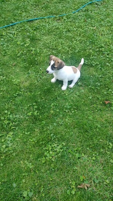 Elbląg Oddam pieski mają 9tygodni