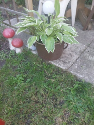 Elbląg Sprzedam rośliny w pięknych ceramicznych donicach. ( 2 letnie funkie) Rośliny w dużych donicach do odbioru