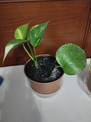 Elbląg Sprzedam sadzonkę epipremnum złociste. Cena 8 zł.