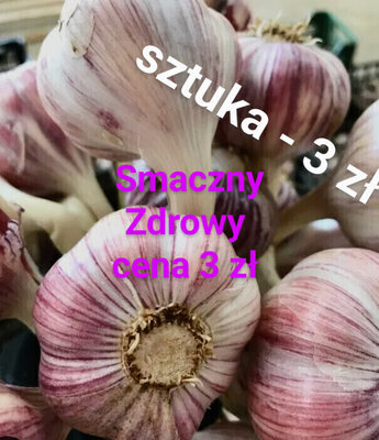 Elbląg Sprzedam czosnek Harnaś
ozimy  średni po 1.8 zł sztuka  lub  40 zł kg 
Eco 
Ładny zdrowy z własnej działki
Cena