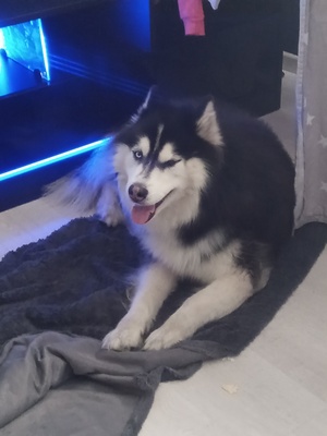 Elbląg Oddam psa rasy husky ma 7 lat nie dogaduje się z psami woli suczki. Jest psem spokojnym grzecznym  lubi dzieci.