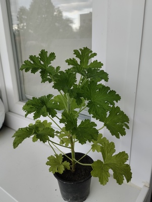 Elbląg Sprzedam anginkę-geranium. Cena 15 zł. Ta roślinka ma właściwości m. in. przeciwzapalne, przeciwbakteryjne,