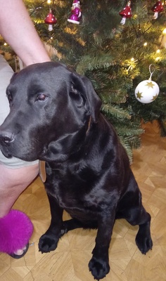 Elbląg Oddam za darmo pieska rasy labrador ma 6 lat jest przyjazna do dzieci i innych zwierząt tak że do kotów. Oddaje