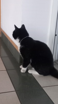 Elbląg Znaleziono kotkę czarną z białymi łatkami Elbląg ul. Dąbrowskiego
Kotka ma na szyi charakterystyczne srebrne