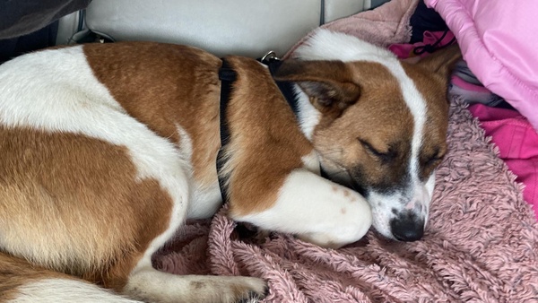 Elbląg W okolicy ulicy Morszynskiej i Grunwaldzkiej zaginęła dziś suczka średniej wielkości, jakby ktoś widział proszę