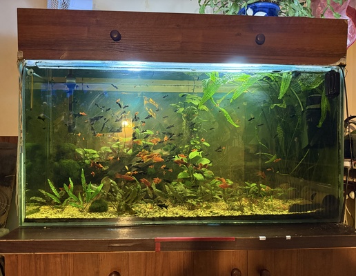 Elbląg Dzień dobry. Sprzedam kompletne akwarium z wyposażeniem, szafką i rybkami Wymiary 120x60x40  cena 1000 zł