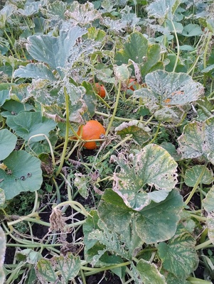 Elbląg Witam sprzedam dynie różne wielkości 1 zł 
 kilo przy większej ilości negocjacja ceny