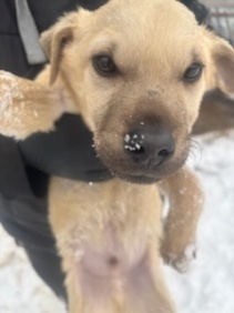 Elbląg Oddam za darmo piecio miesieczne pieski