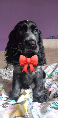 Elbląg Witam Wszystkich. Takie śliczne słodziaki samce Cocer spaniel angielski szukają domków. Więcej informacji