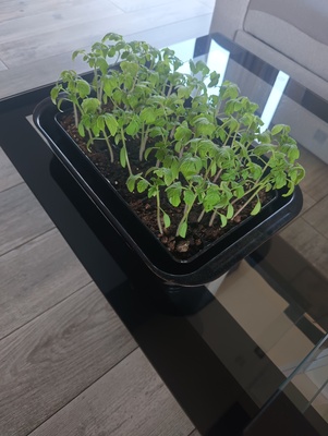 Elbląg Sprzedam 24 sadzonki pomidorów malinówek