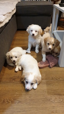 Elbląg Szczeniaczek kundelek szuka kochającego domu. Więcej informacji podam zainteresowanej osobie.