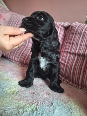 Elbląg Oddam szczeniaki Cocker spaniel angielski. Z ogromnym smutkiem szukamy kochających domów dla naszych uroczych