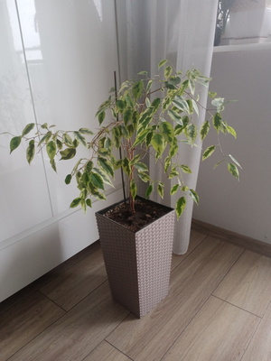 Elbląg Sprzedam kwiatka fikusa wraz z doniczką widoczną na zdjęciu, wysokość 85 cm ( z doniczką)