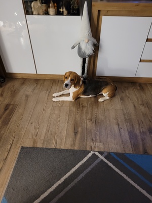 Elbląg Oddam suczke rasy Beagel, piesek ma 3 lata. Piesek nie nadaje się raczej do domu z dziećmi.