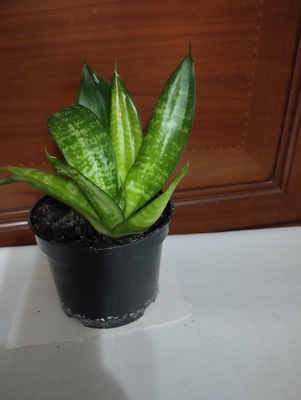 Elbląg Sprzedam Sansewieria Green Hahnii -miniaturowa wężownica
Niewielkich rozmiarów  odmiana sansewierii o