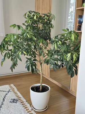 Elbląg Sprzedam piękną roślinę doniczkową Schefflera Gold. Wysokość 125 cm.
Podana cena wraz z ceramiczną doniczką