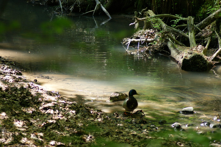 a mąż czuwa !. Park Bażantarnia