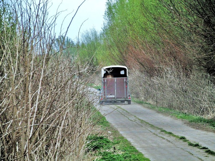 Konia trzeba wozić w przyczepie ciągniętej przez konia mechanicznego ?