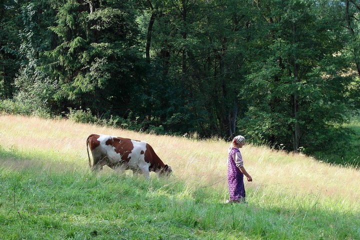 Kobieta z krową