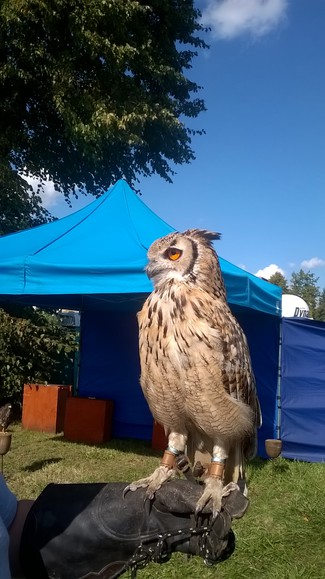 Polskie ptaki.  (Styczeń 2018)