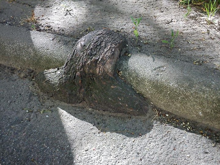 korzonek. korzeń nawinięty na krawężnik chodnika. Nie wiadomo gdzie wchodzi, a gdzie wychodzi.