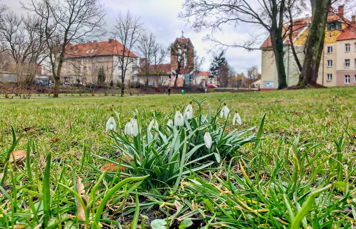 Przebiśniegi w parku Traugutta