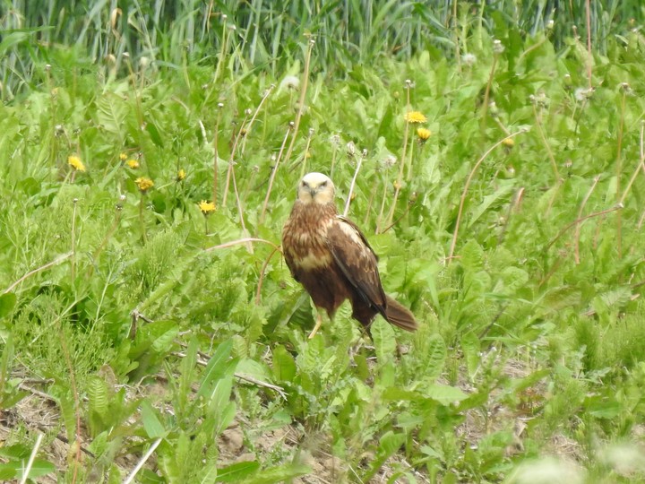 Błotniak Stawowy (Nowakowo)