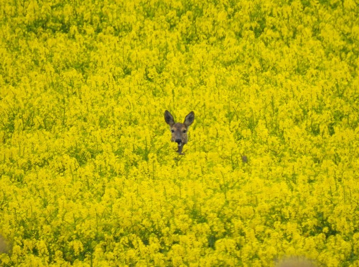 Sarna (Capreolus) w rzepaku. W okolicach Elbląga pięknie kwitnie rzepak.