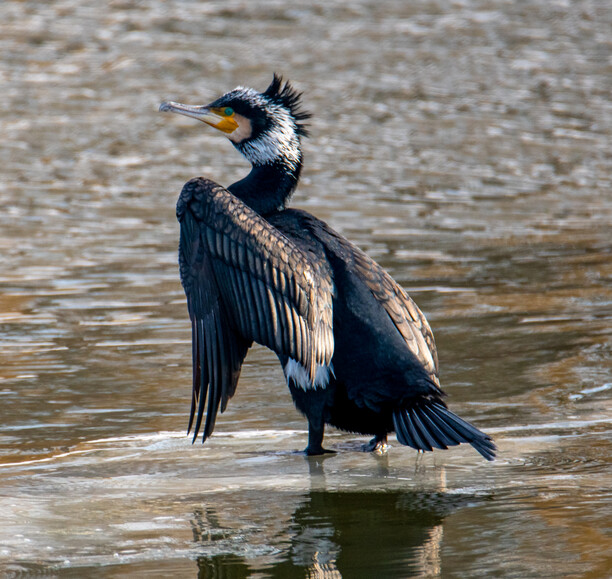 Kormoran Zwyczajny (Phalacrocorax carbo)