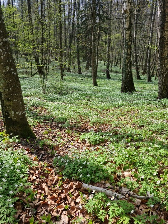 Bażantarnia. Majówka 2021