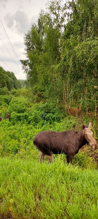 Miejskie łosie. Klempa łosia żerująca z młodym przy strzelnicy w Elblągu. Zdjecie zrobine z ulicy Łęczyckiej.