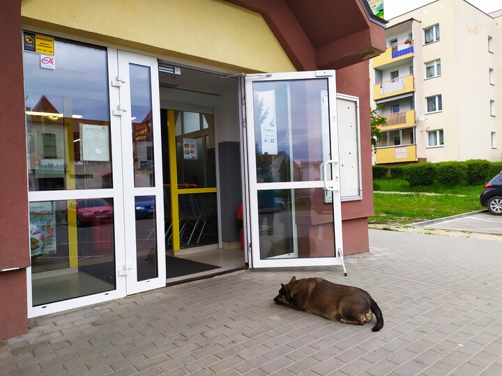 Bo ludzka rzecz być w markecie a psia wiernie czekac.