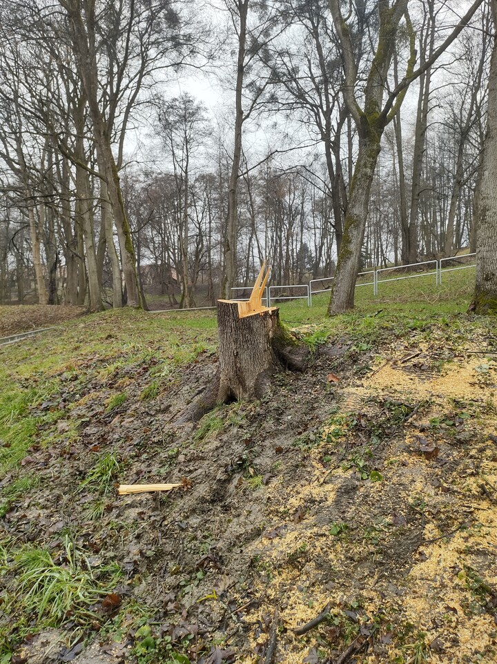 Rżnięcie drzew na Dolince