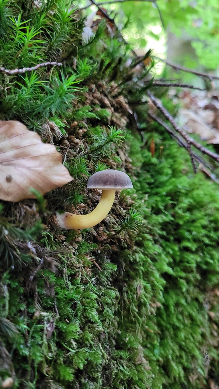 Grzybki. Jesień w Bażantarni