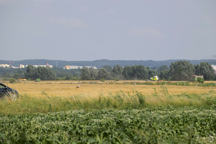 Susza czy Chemia. Ostatni dzień czerwca, a już koło Bielnika Drugiego żniwa rozpoczęte. Czy to nie dziwne, że tak szybko?