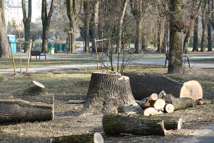 Wiosenny wandalizm piłą łańcuchową. Park Traugutta