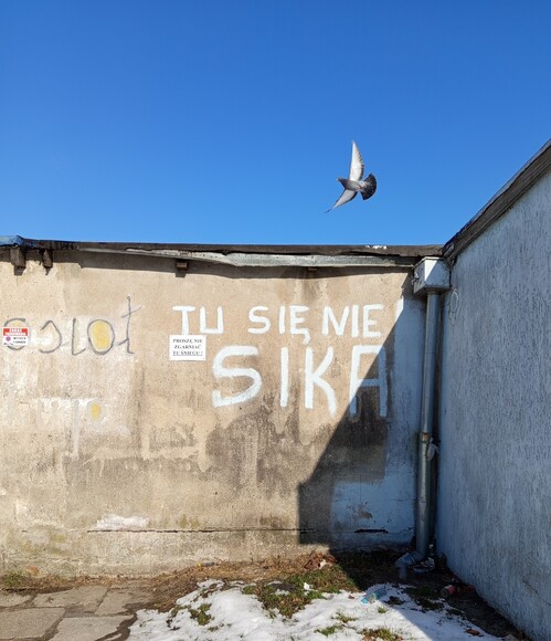 Graffiti 🙂. Ptaki nie potrafią czytać 😏